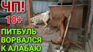 Питбуль ВОРВАЛСЯ К АЛАБАЮ!!! ЧП. 18+ Pitbull Gladiator Live