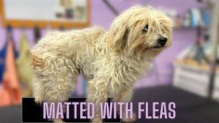 MATTED, FLEAS & DIGGING at her SKIN!!!