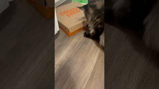 My Cat is trying to see what’s inside  the empty pizza box!