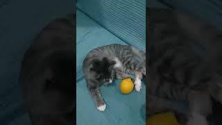 Kittens funny reaction to not one but two Lemons