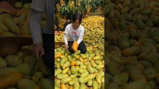 Natural Mango New Viral Gadgets, Smart Appliances, Kitchen Utensils/Home Inventions #shorts