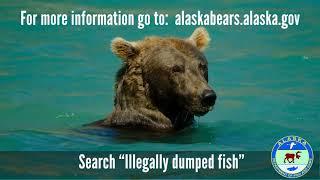 Be bear aware: properly dispose fish carcasses