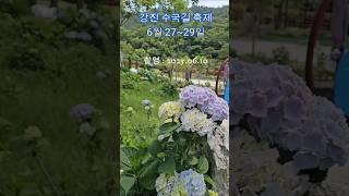 강진 수국길 축제는 전국 최고의 수국을 생산하는 강진화훼 농가로부터 무상 기증받은 수국으로  약 8㎞에 달하는 수국길