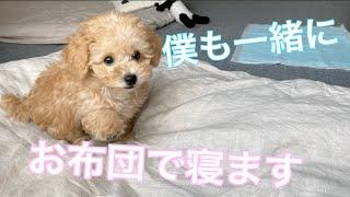 ママさんの布団から離れたくない子犬がかわいい【トイプードル】