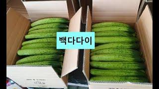 안성오이 (택배비무료)안성시 양성면 정자말길 63-43(삼암리) 50개 25,000원  30개 20,000원 010-5616-9556 우리농산물직거래장터로 오세요~