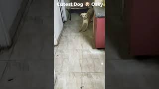 Osky Funny Dog Video Playing Game  #shorts #youtubeshorts #osky #funny #dogfunnyvideos #viral