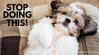 5 Ways You Are Hurting Your Shih Tzu Without Realizing