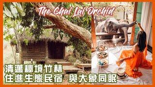 泰國公路旅行 Ep.9 | 清邁秘境竹林 住進生態民宿 The Chai Lai Orchid 與大象同眠  Chiang Mai, Thailand Vlog | Mc on the Go