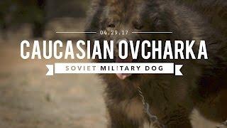 THE CAUCASIAN OVCHARKA BUILT BY THE SOVIET MILITARY