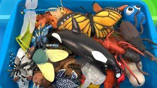 Sorting Fun! Sea Animals and Insect Toys