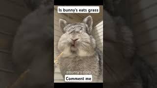 Is bunny eats grass ?#cute #rabbit #eating #pets Cute pet debut plan.