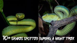 Unbelievable Experience of Snakes Spotting during a Night Trek | Ft. Out of Box Living