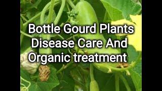 Bottle gourd Plants Diseases care and treatment