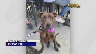 Pets of the Week for Oct. 8, 2024