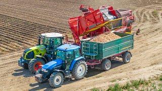 Burgonya szedés 2024 | Claas + Grimme EVO 280 | Zsákolás | Potato Harvest