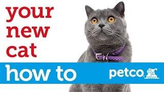 چگونه از گربه جدید خود مراقبت کنید (Petco)