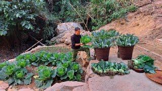 Gardening and harvesting vegetables in the mountains. Living with nature | TA Bushcraft