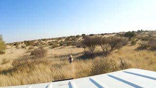 Catching Kalahari “Gemsbok” by hand.