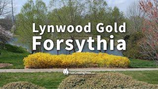 Lynwood Gold Forsythia from FastGrowingTrees.com