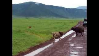 Buffalo Throws Lion