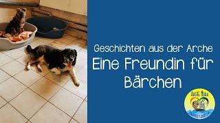  |GESCHICHTEN AUS DER ARCHE - Eine Freundin für Bärchen| 