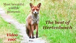 Most beautiful wildlife moments (Veluwe)~~~The best of Hertenbosch