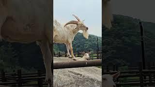 나 대장같지? 막판에 나타난 얘들은 누구?  #최정화랑데부 #choijwrendezvous