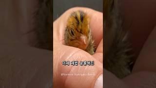 마트에서 구매한 메추리알을 부화시킨 남자