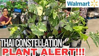 PLANT ALERT!!!!   MONSTERA THAI CONSTELLATION IS IN WALMART NOW!!!! Hurry up!!! 75% OFF WALMART DEAL