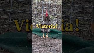 Victoria!, Oooooh Victoria!,  Viiictooriiaaaa!!#victoria #vicky #chickens #hens #roosters #humor