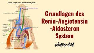 Grundlagen des RAAS-System einfach erklärt! - Regulation des Blutdrucks | Grafik | Aktivierung Renin