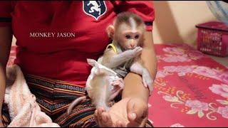 Super Small Newborn Monkey On Earth, Baby Monkey Jason Cutest Whimpering While Thumb Sucking