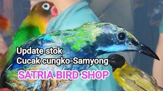 Update stok terbaru cucak cungko-Samyong polosan & Nopeng dll@SATRIABIRDSHOP_Jum'at 27/09/2024