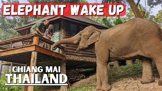 Once In A Lifetime Elephant Experience in Chiang Mai, Thailand | Tawan Riverside Elephant Resort 