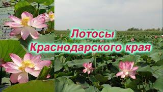 Лотосы Краснодарского края