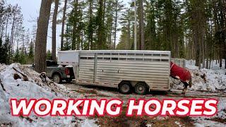 WE'RE BACK!!! // Horse Logging after my Shoulder Injury! #792