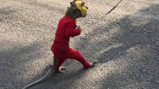 Walking street monkey show, Surabaya - Indonesia