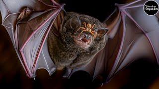 Bat Fly | The Nightmare You wishes You'd never heard of!