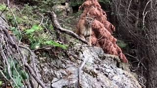 Mountain Lion (cougar, puma) - High Sierra Trail, CA