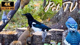 Entertain Your Cat or Dog with Pet TV | Bird Seed Buffet - See What Birds Prefer to Eat!