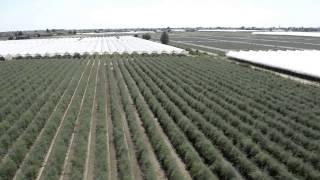 Spargelfeld Lusia / campi d'asparagi a Lusia