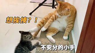 热闹的二猫日常：一个愿打一个愿挨