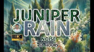 Juniper Rain Noise | 12 Hours BLACK SCREEN | Study, Sleep, Tinnitus Relief & Focus