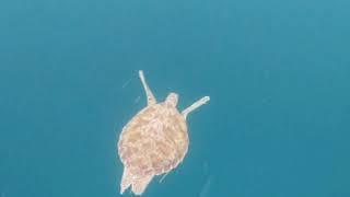 Swimming with Turtles - Gulhi Island