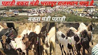 पहाड़ी बकरा मंडी भरतपुर राजस्थान चालू है bahari bakra Mandi bharatpur Rajasthan#goat