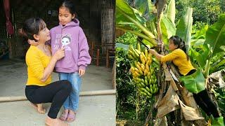 Harvesting Bananas to Sell at the Market - Using Beer Cans to Decorate the Kitchen