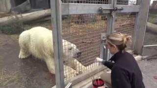 Polar bear training at Saint Louis Zoo