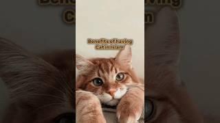 Benefits of having cats in Islam️#islam#islamicvideo#islamic#viral