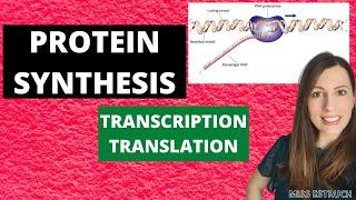 PROTEIN SYNTHESIS: A-level Biology.  Transcription, translation and pre-mRNA modifications