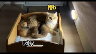 【牛奶是只猫】猫：怎么下不去？#对方撤回了一只哈基米